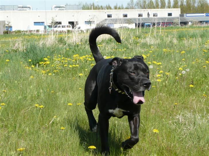 Blanding af racer Koda - sommer2008 billede 19