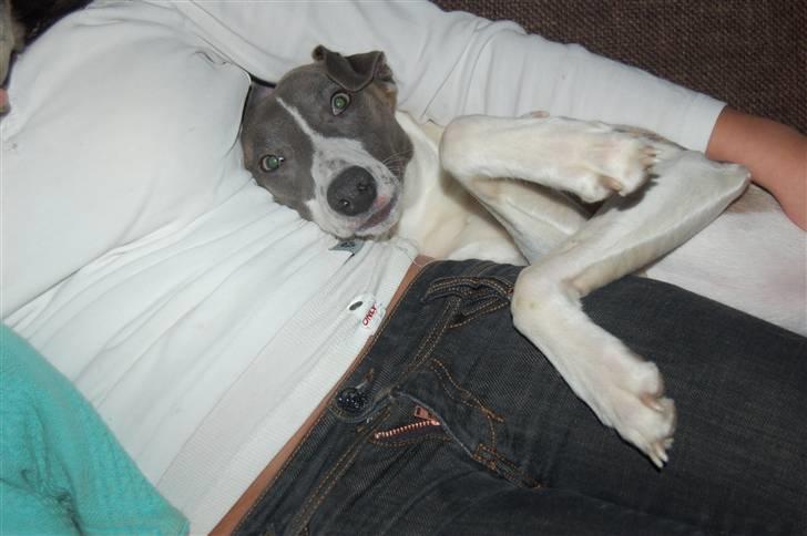 Whippet Newkins Matrix - 1 år og møg forkælet billede 9