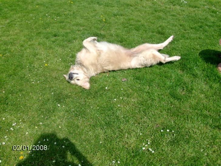 Golden retriever Lady. Min skat. =) billede 1