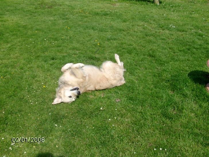 Golden retriever Lady. Min skat. =) billede 2