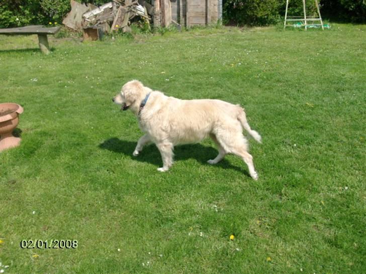 Golden retriever Lady. Min skat. =) billede 3