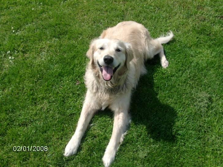 Golden retriever Lady. Min skat. =) billede 4