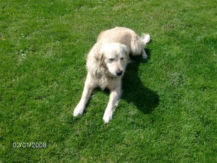 Golden retriever Lady. Min skat. =) billede 5