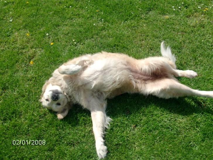 Golden retriever Lady. Min skat. =) billede 6