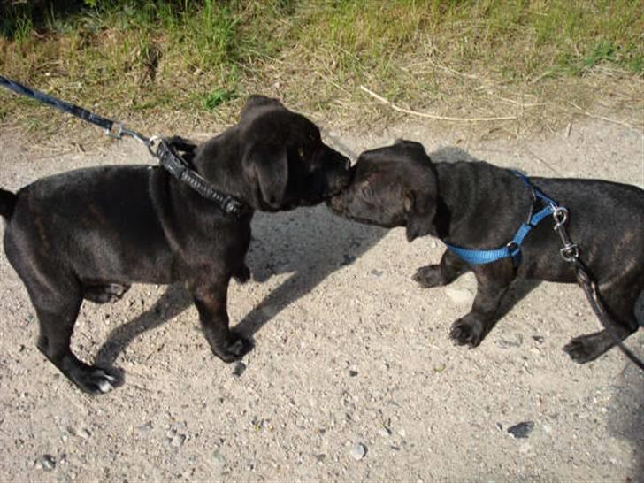 Staffordshire bull terrier Louie - Sammen med brormand. Han er noget større end mig billede 12