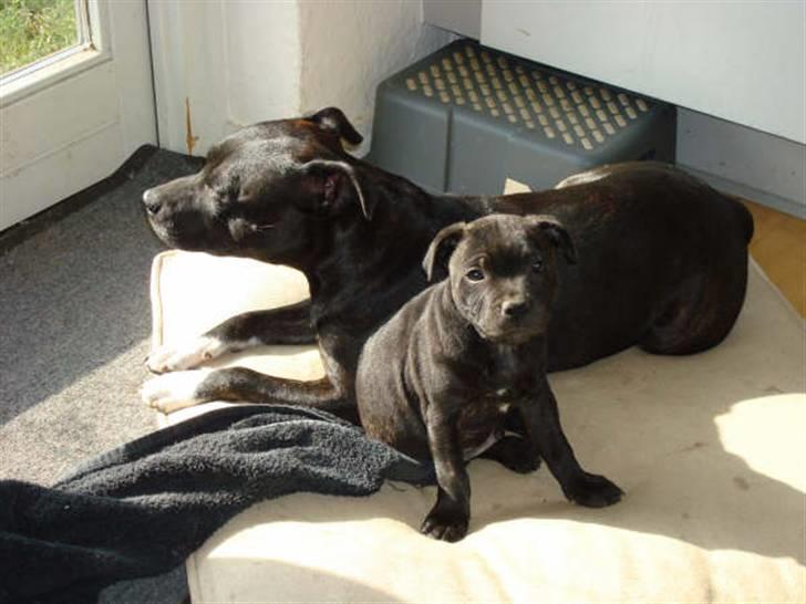 Staffordshire bull terrier Louie billede 13