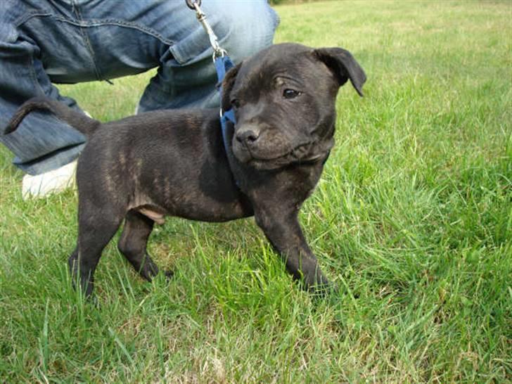 Staffordshire bull terrier Louie billede 14