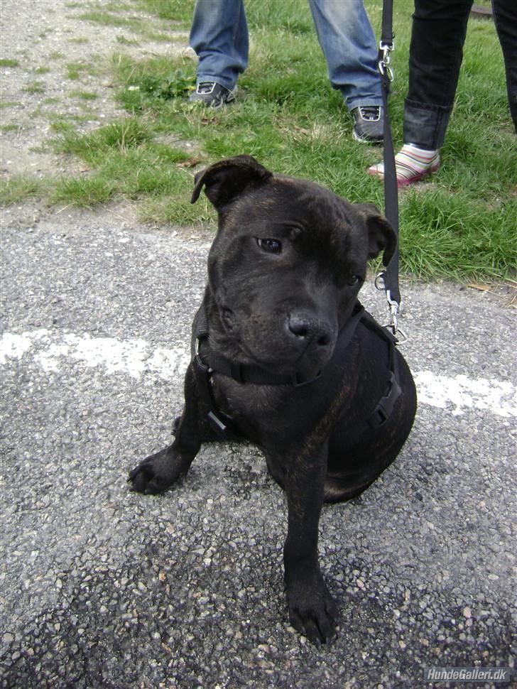 Staffordshire bull terrier Louie - Næsten 5mdr. billede 16