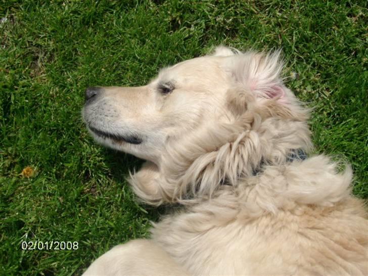 Golden retriever Lady. Min skat. =) billede 8