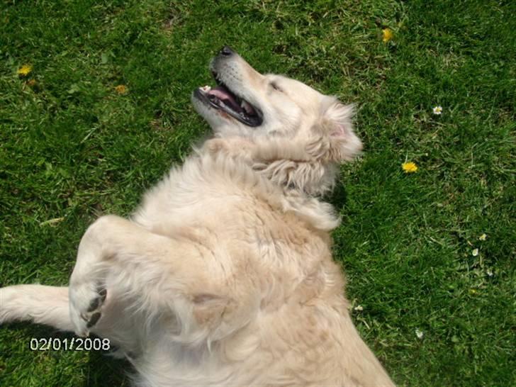 Golden retriever Lady. Min skat. =) billede 9