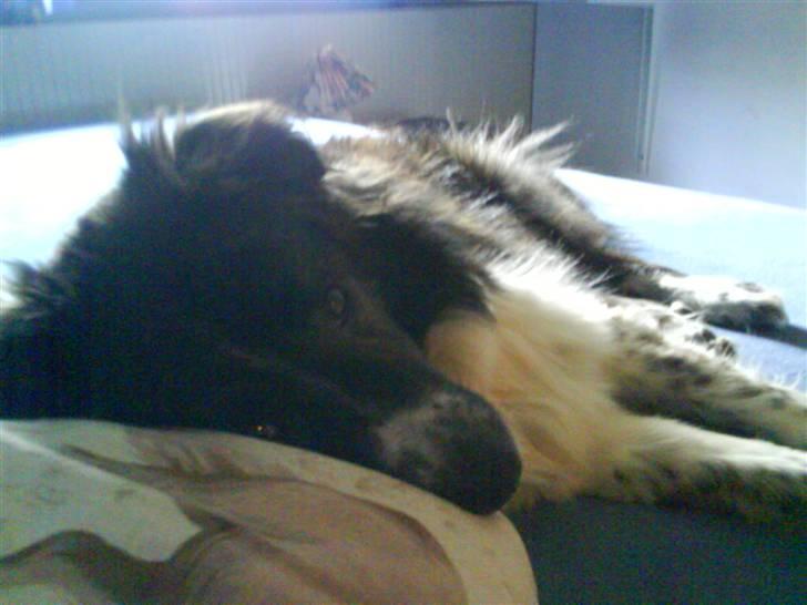 Blanding af racer Luka billede 1