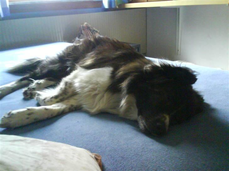 Blanding af racer Luka billede 2