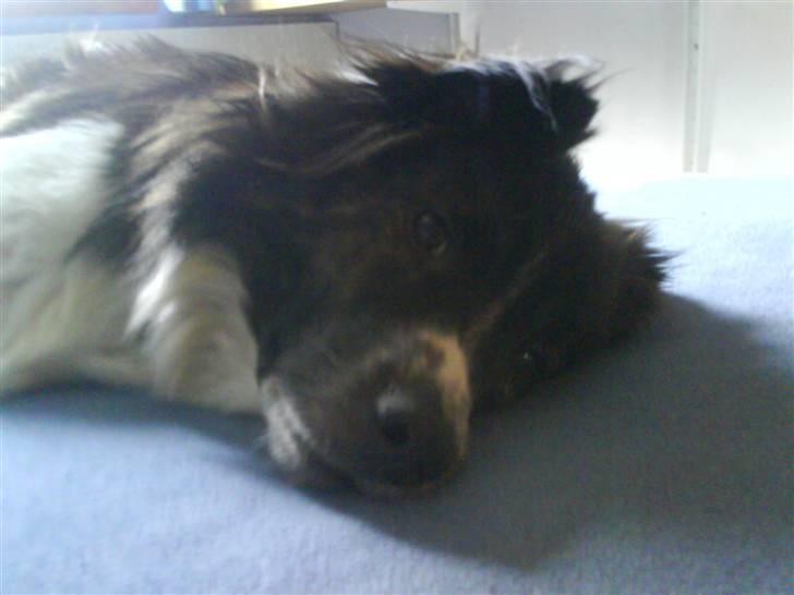 Blanding af racer Luka billede 3