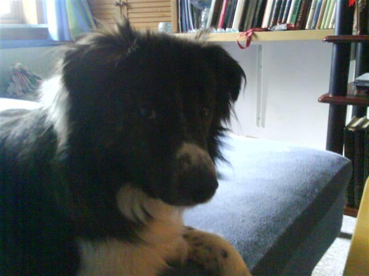 Blanding af racer Luka billede 5