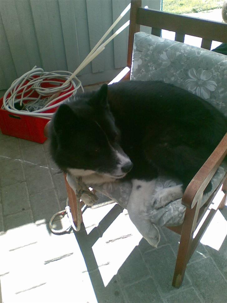 Karelsk bjørnehund Misko - det er altid dejligt at ligge og hygge sig i stolen?! billede 9