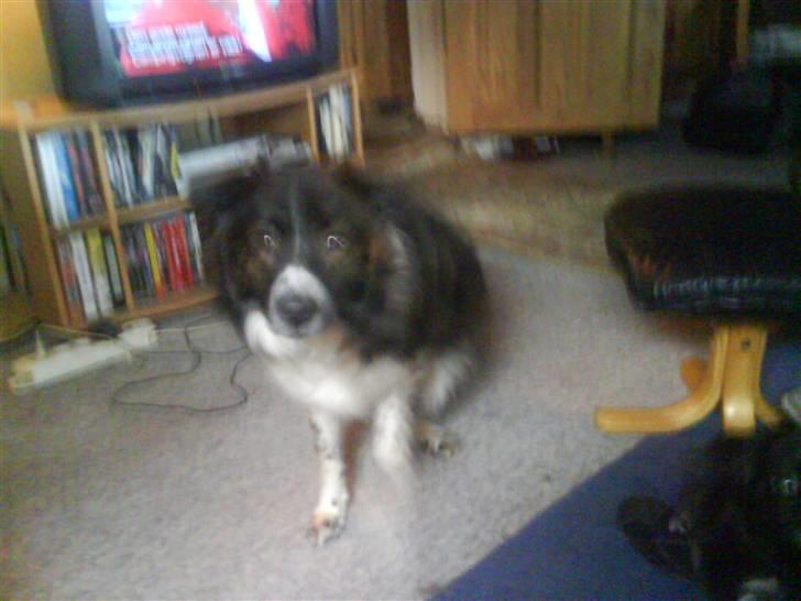 Blanding af racer Luka billede 6