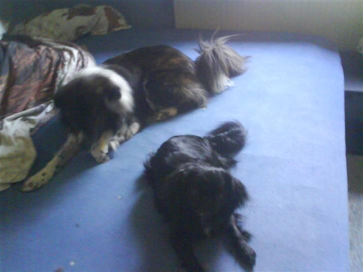 Blanding af racer Fie - fie og luca sammen på min seng billede 11