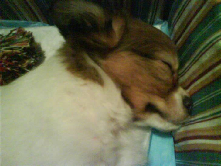 Papillon Bertha billede 15