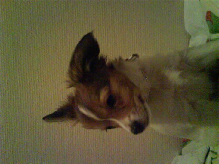 Papillon Bertha billede 16