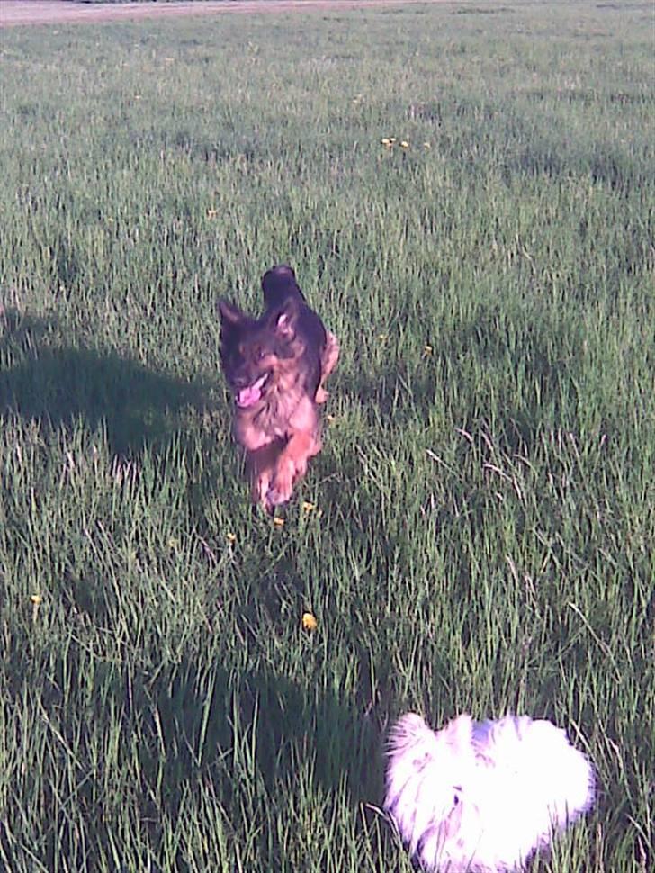 Schæferhund Mille - R.I.P billede 1