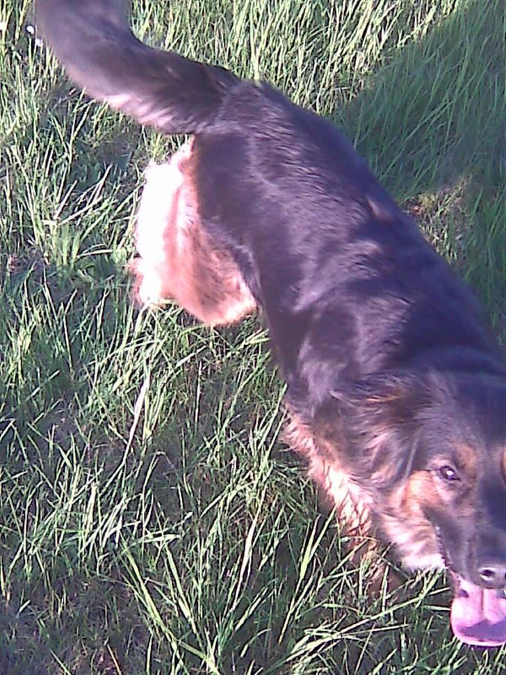 Schæferhund Mille - R.I.P billede 2