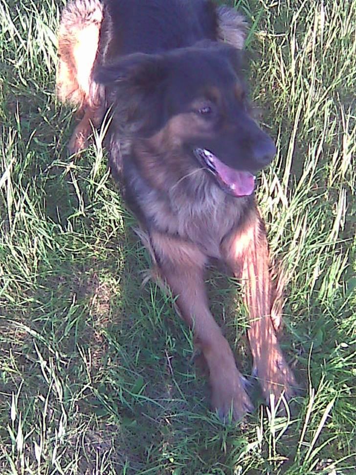 Schæferhund Mille - R.I.P billede 3