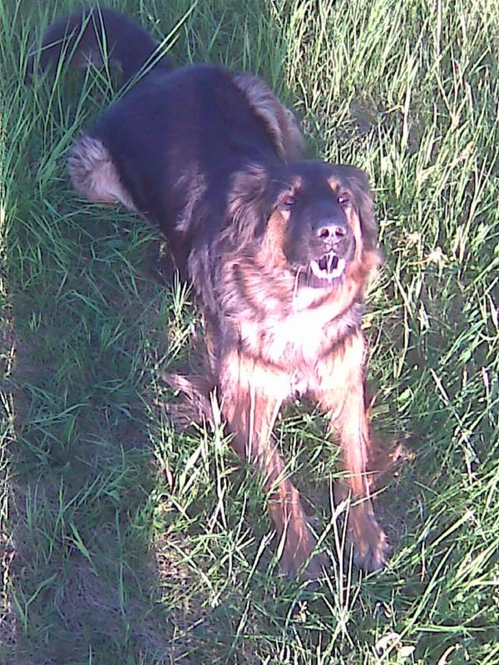 Schæferhund Mille - R.I.P billede 4