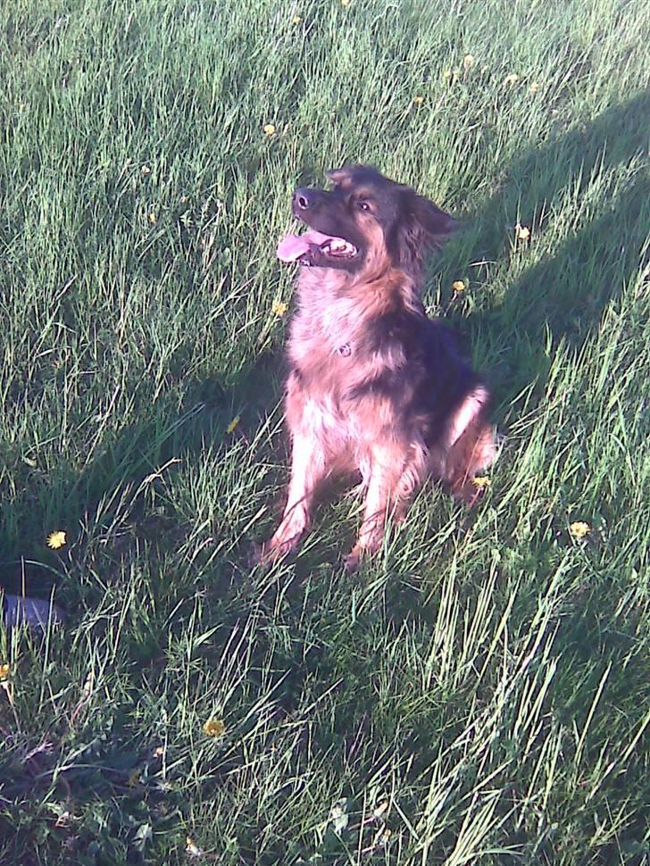 Schæferhund Mille - R.I.P billede 6