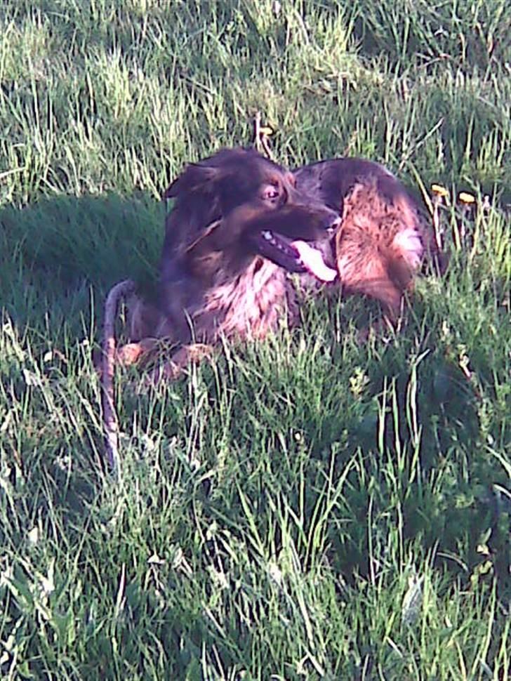 Schæferhund Mille - R.I.P - Jeg elsker bare og være i skoven, når de gider og lege pind med mig :) billede 7