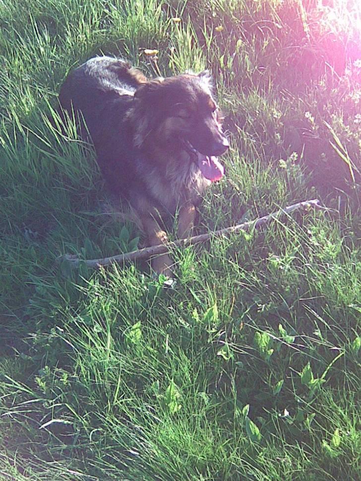 Schæferhund Mille - R.I.P billede 8