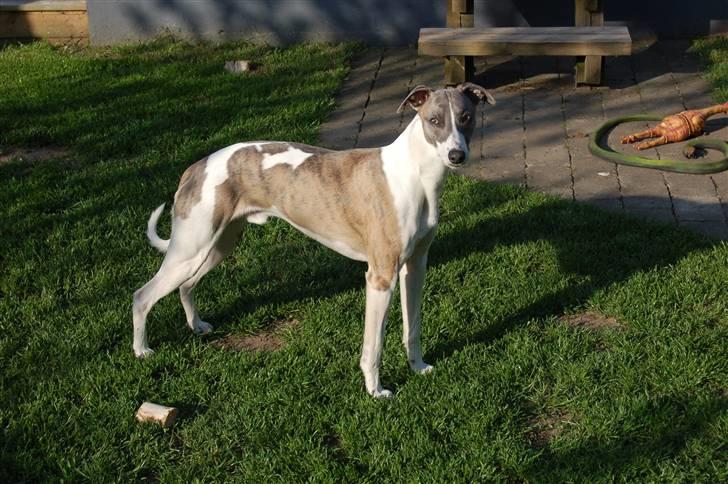 Whippet Newkins Matrix - 1 år og stolt billede 10