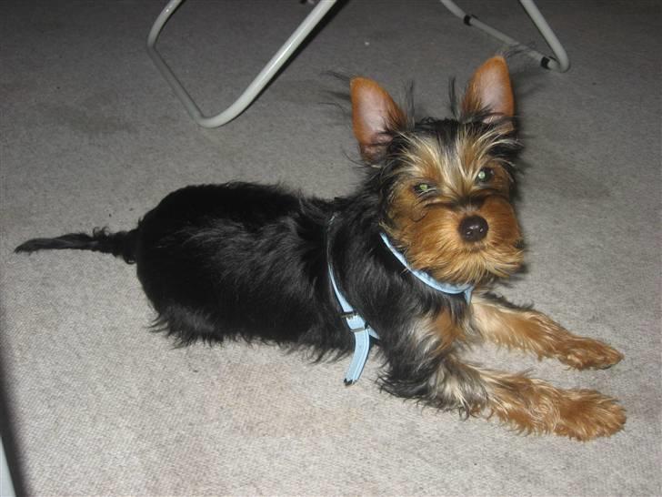 Blanding af racer Norah billede 10