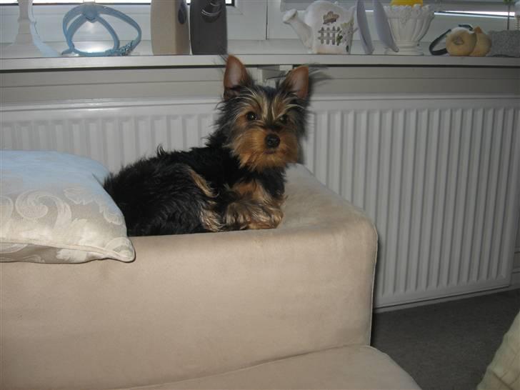 Blanding af racer Norah billede 11