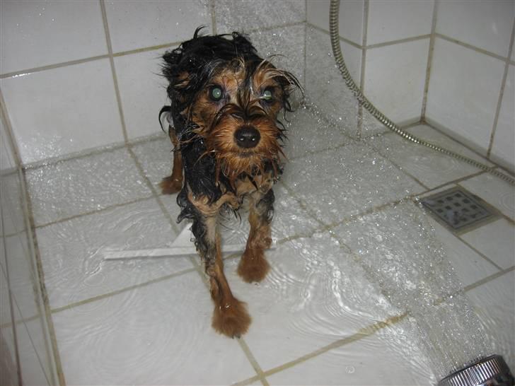 Blanding af racer Norah billede 12