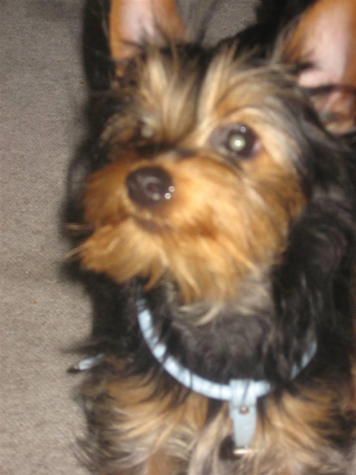 Blanding af racer Norah billede 13