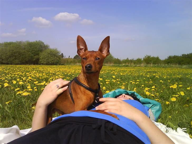 Dvaergpinscher Snoopy  billede 19