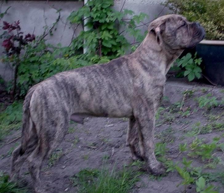 Bullmastiff NEWTON - D. 7 Maj... osende af selvtillid billede 12
