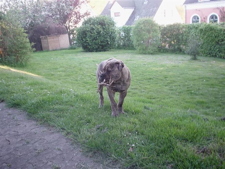 Bullmastiff NEWTON - D. 7 Maj ... gumler lidt på en pind..   billede 13