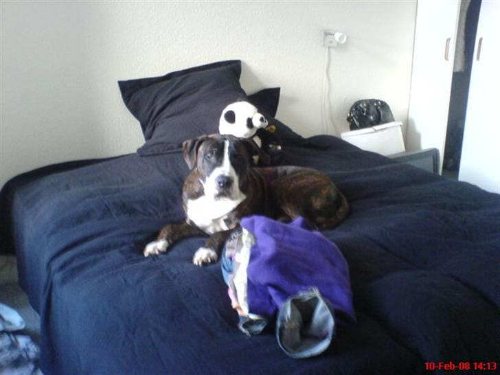 Amerikansk staffordshire terrier Loke - Ligger rigtig og hygger i mor og fars seng.. billede 7