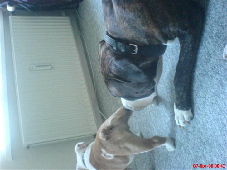 Amerikansk staffordshire terrier Loke - Hvad er det for en duft ? billede 8