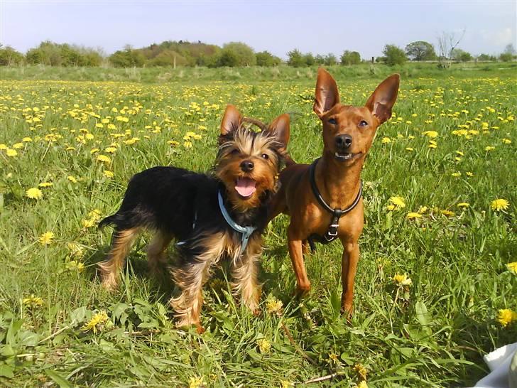 Dvaergpinscher Snoopy  billede 20