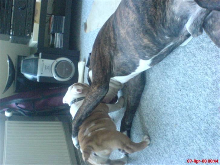 Amerikansk staffordshire terrier Loke - Hun er en drillepind.. billede 9