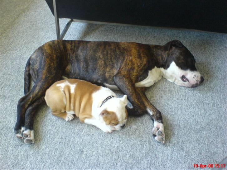 Amerikansk staffordshire terrier Loke - Vi snorker i kor billede 10