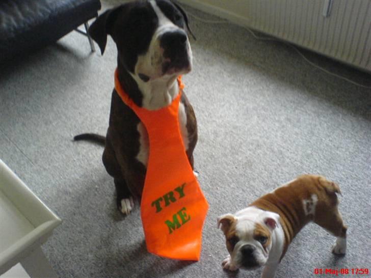 Amerikansk staffordshire terrier Loke - TRY ME :) billede 11