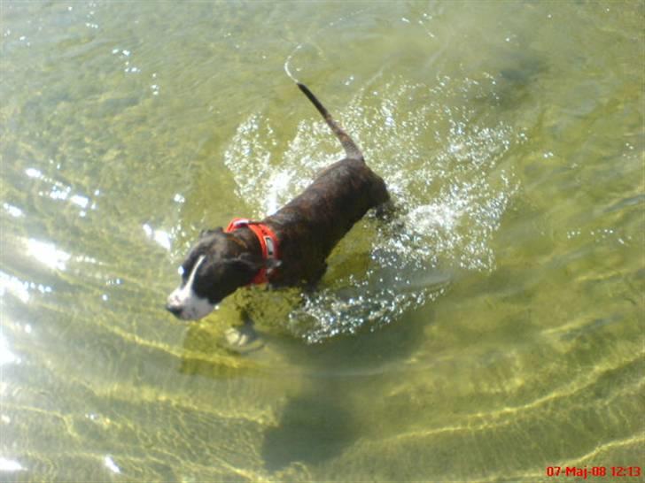 Amerikansk staffordshire terrier Loke - I fussingø og bade her i sommervarmen.. billede 12