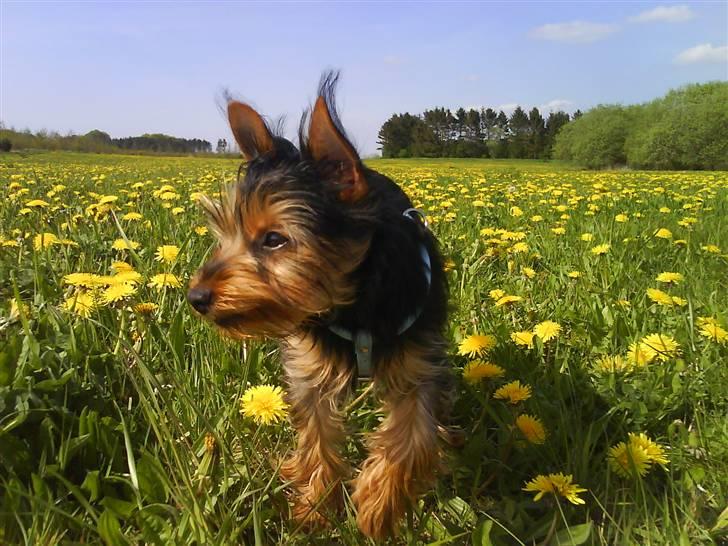 Blanding af racer Norah billede 14