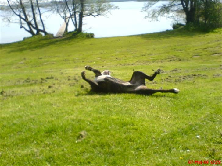 Amerikansk staffordshire terrier Loke - Mums græs.. billede 13