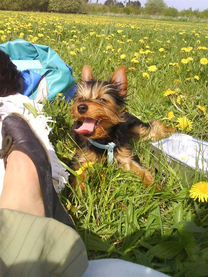 Blanding af racer Norah billede 15