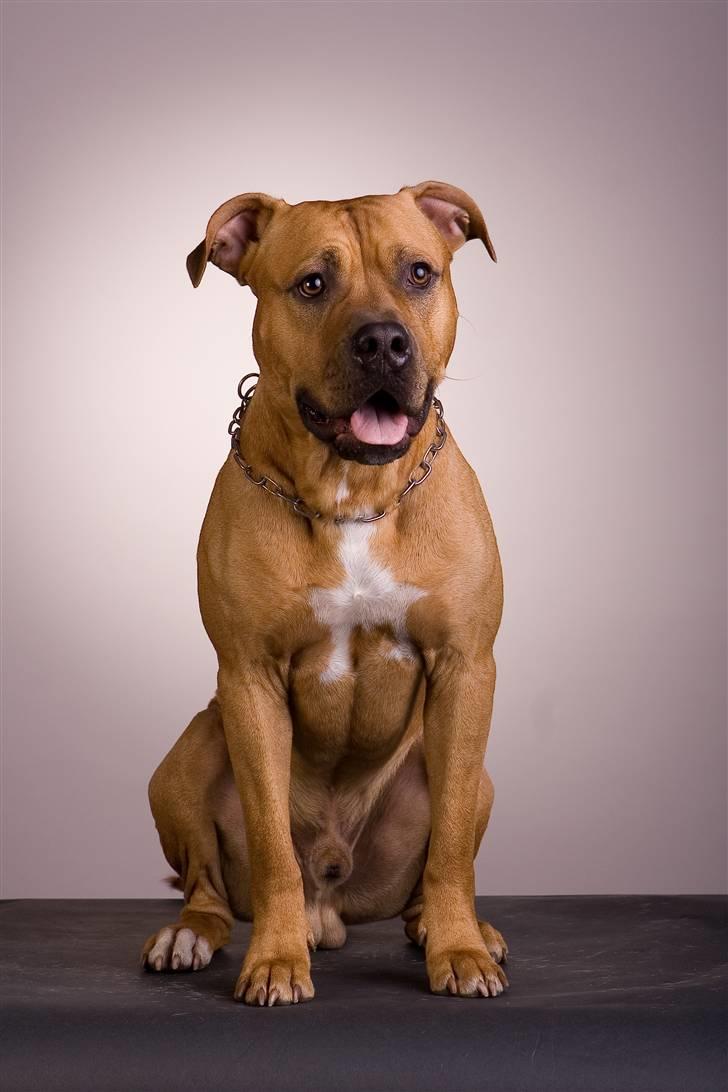 Amerikansk staffordshire terrier *Armani* - Min lille søn, som super model.. billede 1