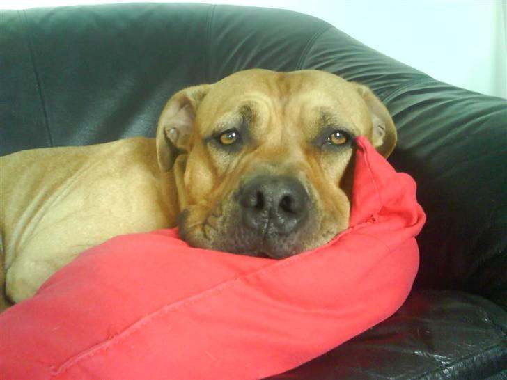 Amerikansk staffordshire terrier *Armani* - Ingen billeder mor, jeg putter... :o) billede 2